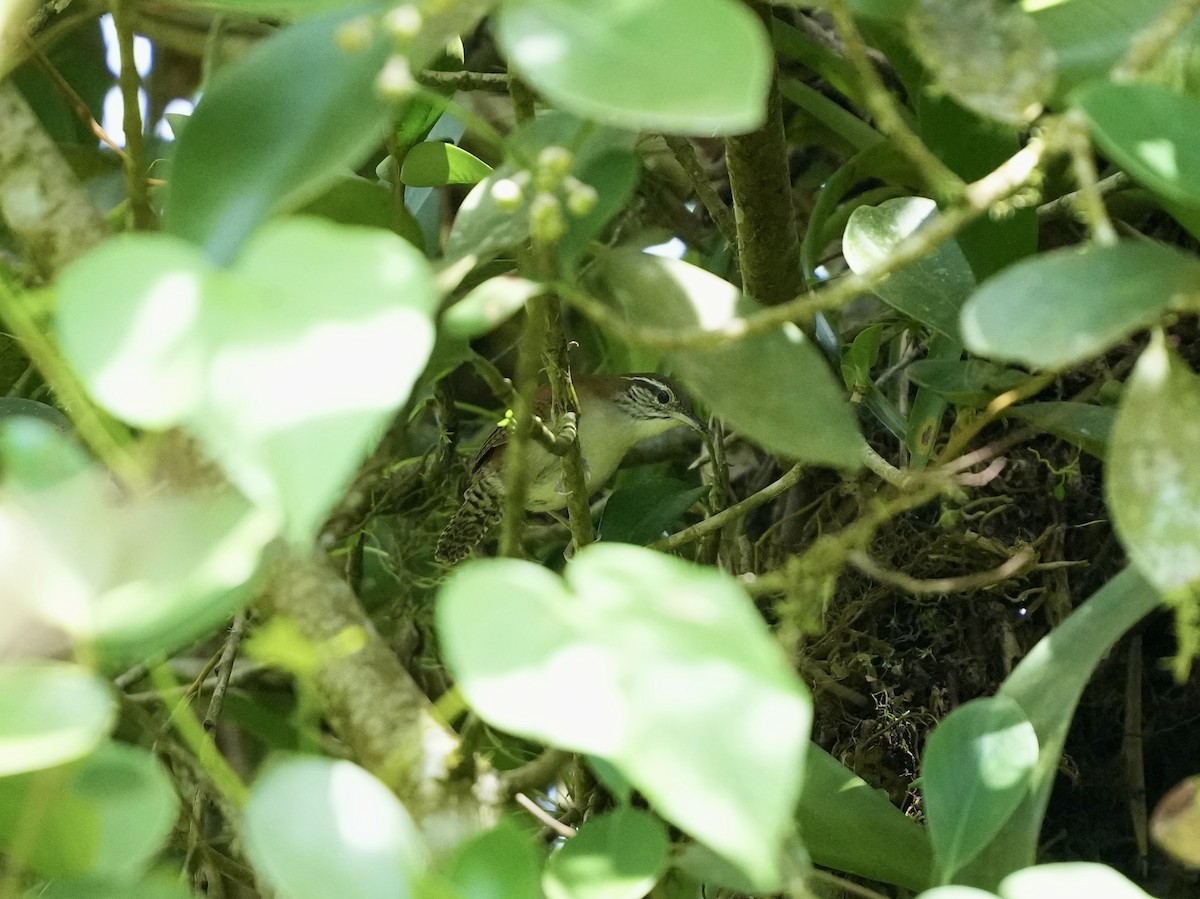Rufous-and-white Wren - ML644682594