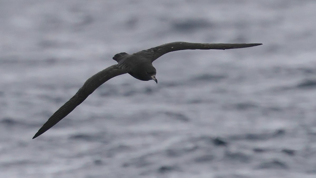 יסעור כהה-כנף - ML644682595
