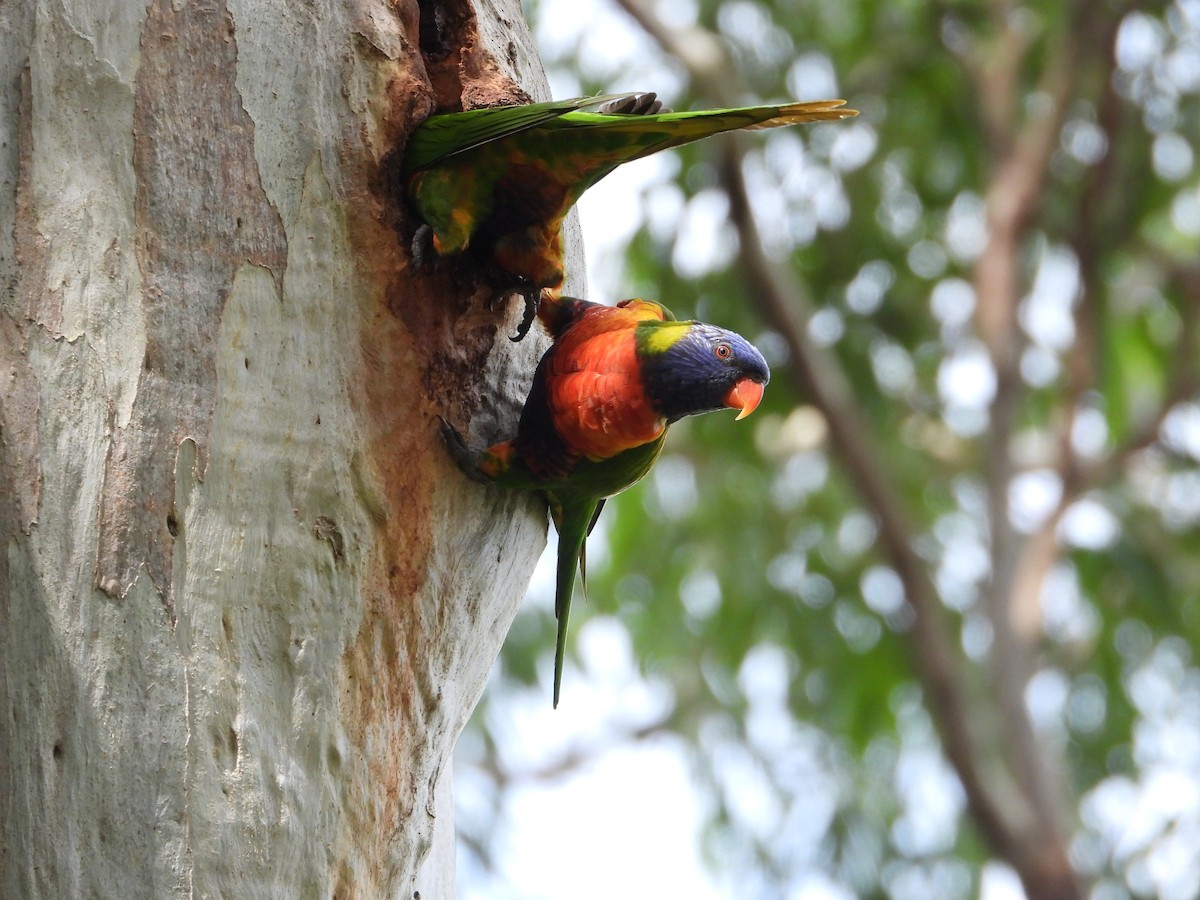 Rainbow Lorikeet - ML644682598