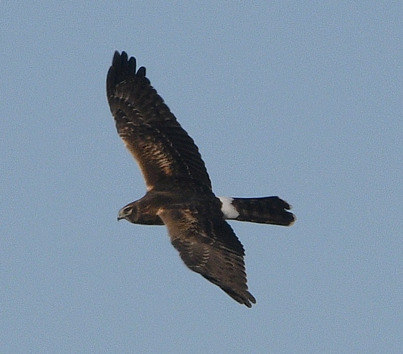 זרון אמריקני - ML644682604