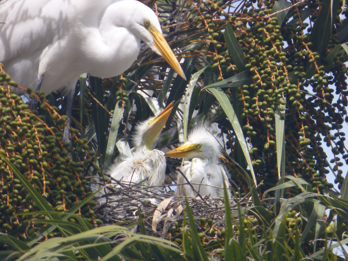 לבנית גדולה (אמריקנית) - ML644682605