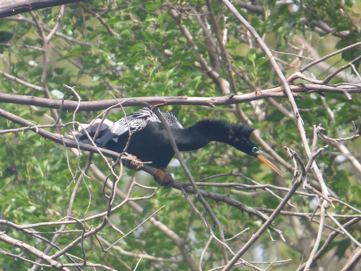 נחשון אמריקני - ML644682607