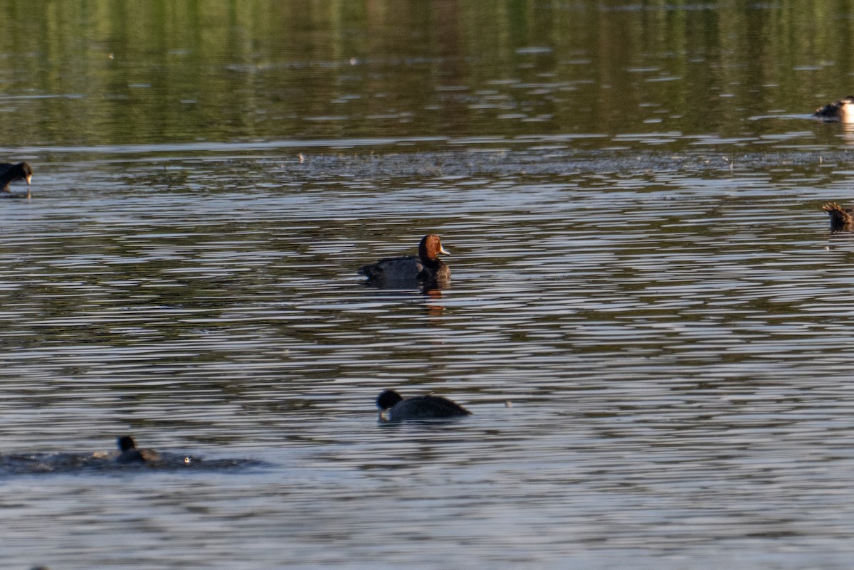 צולל אמריקני - ML644682609
