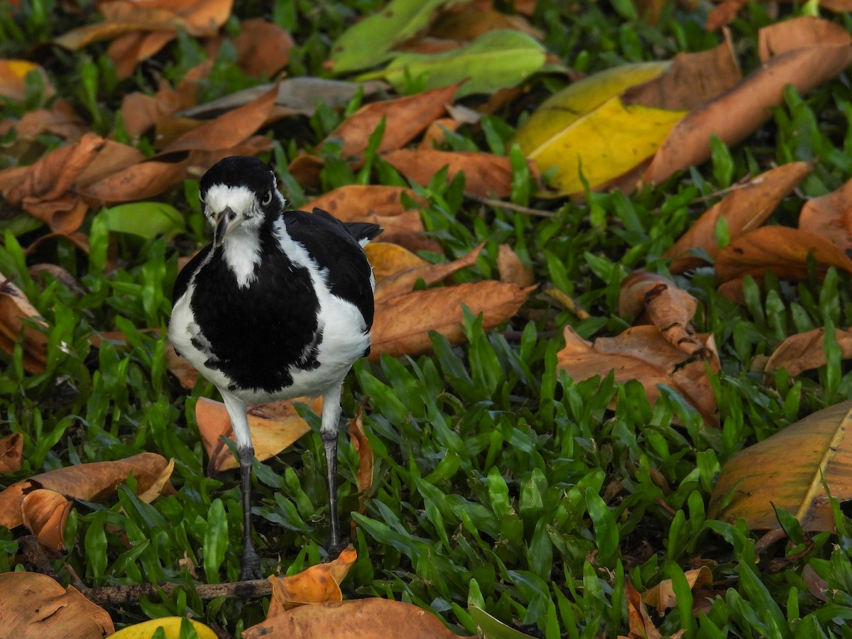 Magpie-lark - ML644682610