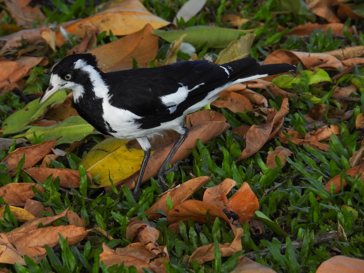 Magpie-lark - ML644682611