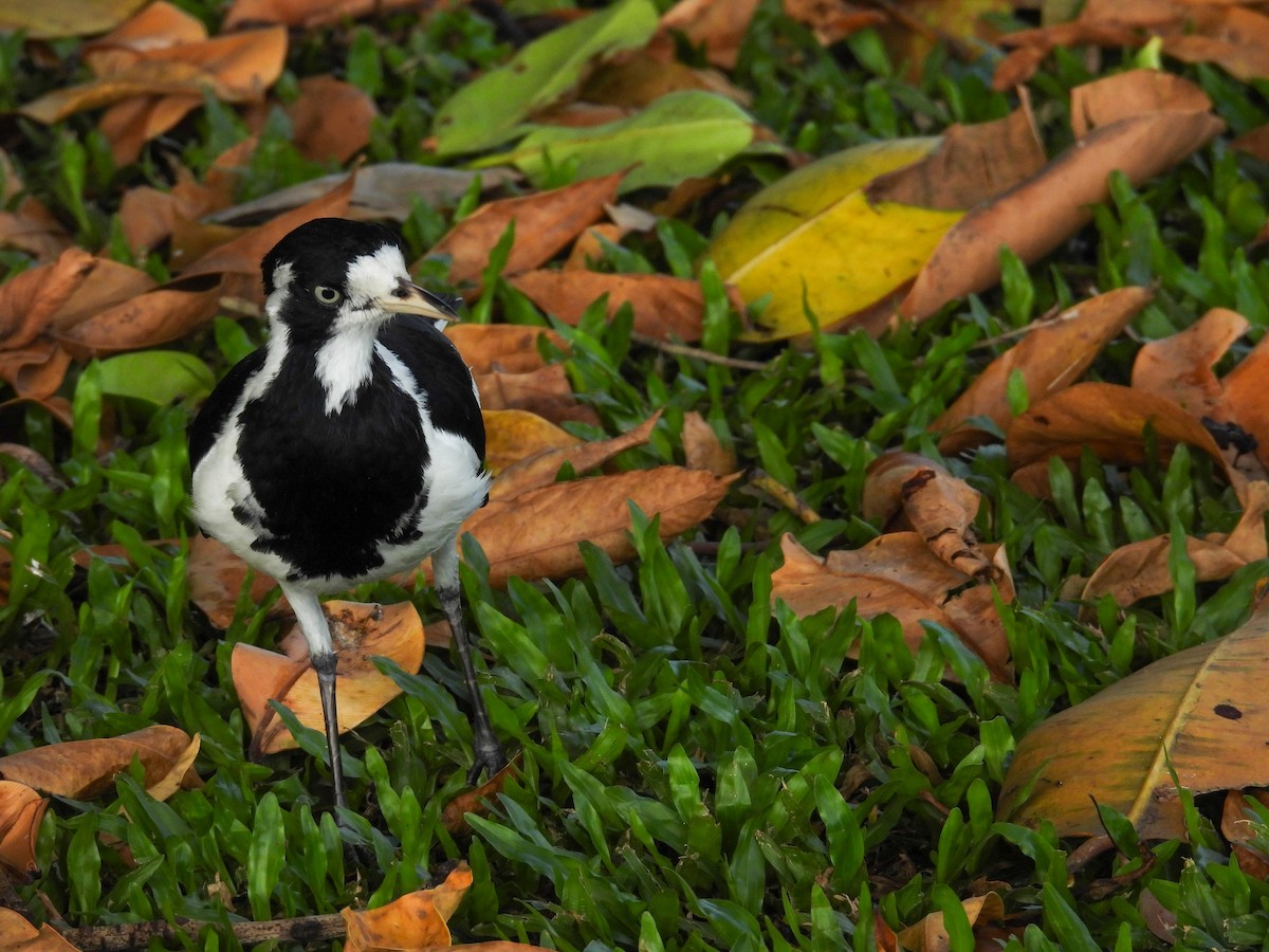 Magpie-lark - ML644682612