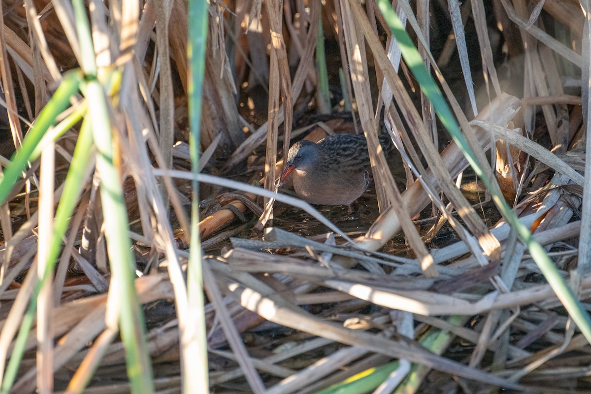 Virginia Rail - ML644682613