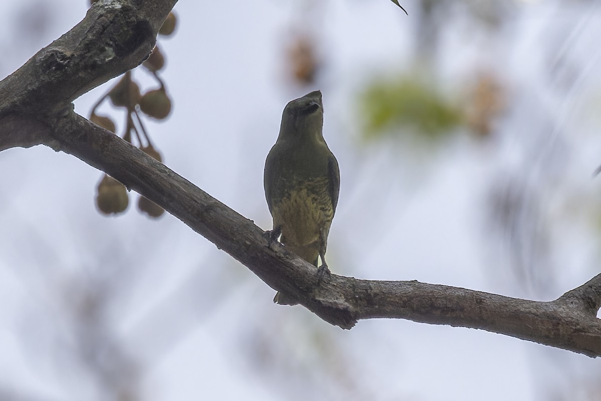 Swallow Tanager - ML644682614