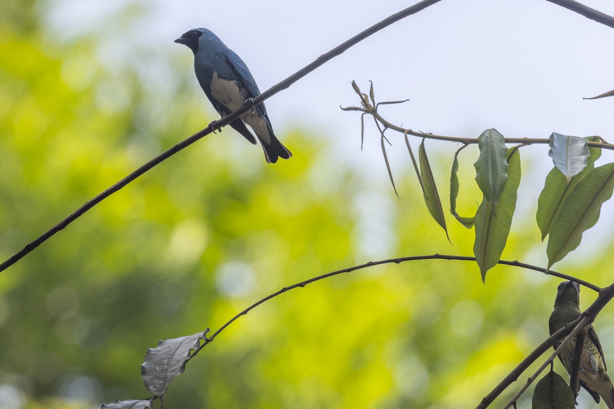 Swallow Tanager - ML644682615