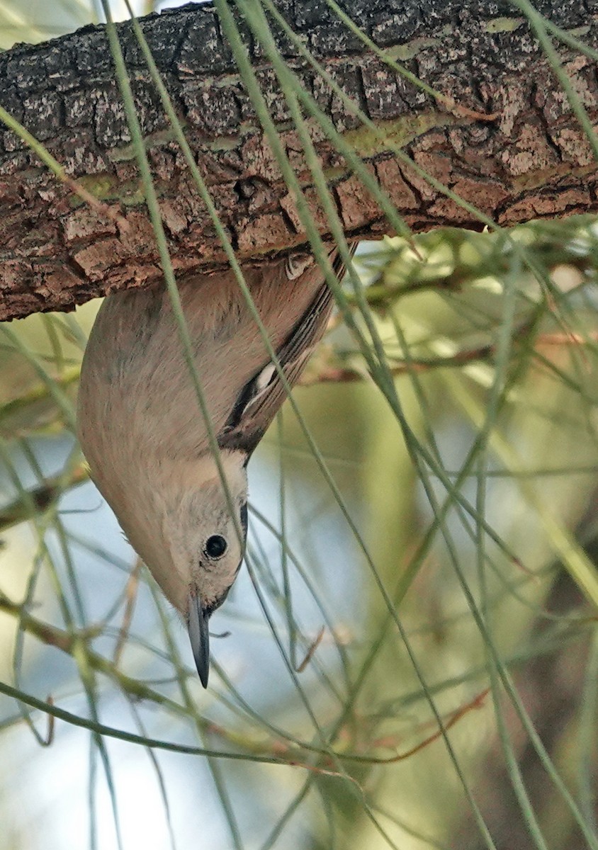 White-breasted Nuthatch - ML644682616