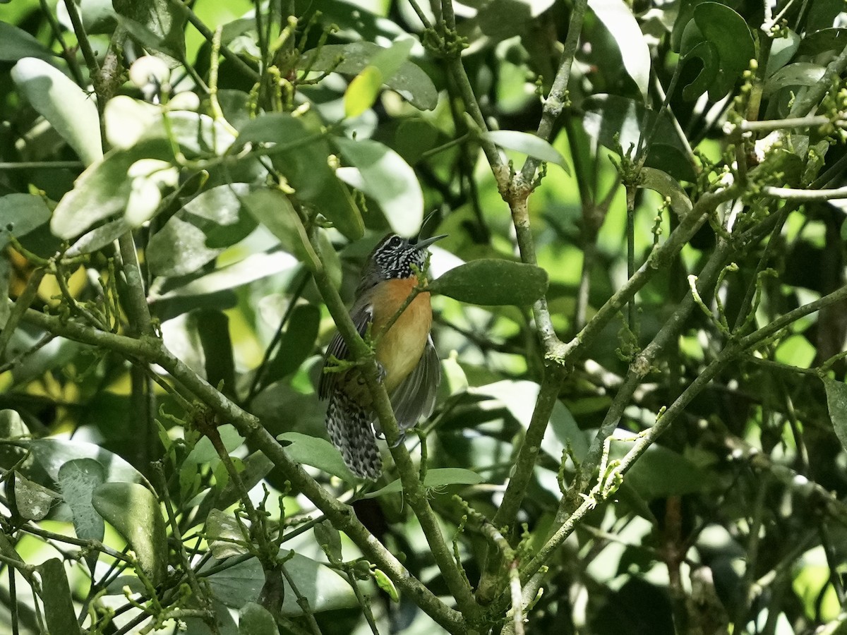Rufous-breasted Wren - ML644682617