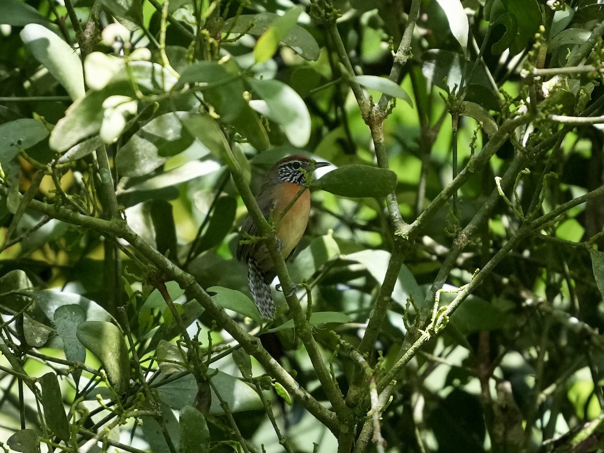 Rufous-breasted Wren - ML644682618