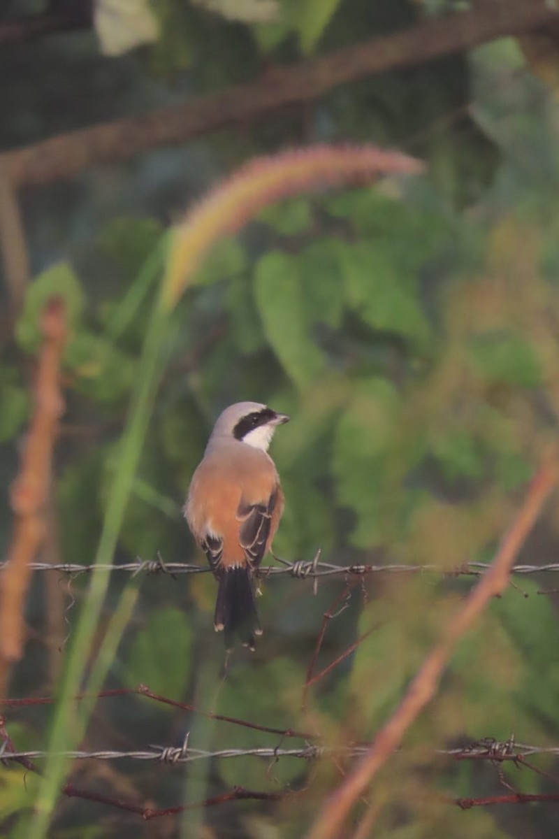 חנקן חלוד-גב - ML644682619