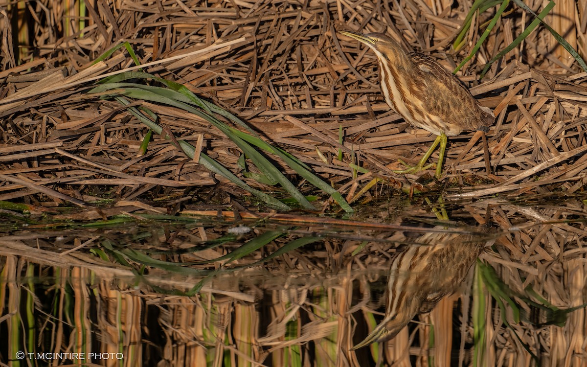 אנפה משורטטת אמריקנית - ML644682620