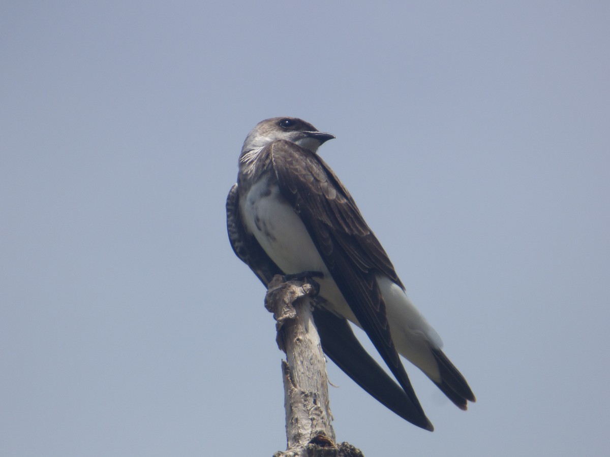 Brown-chested Martin - ML644682622