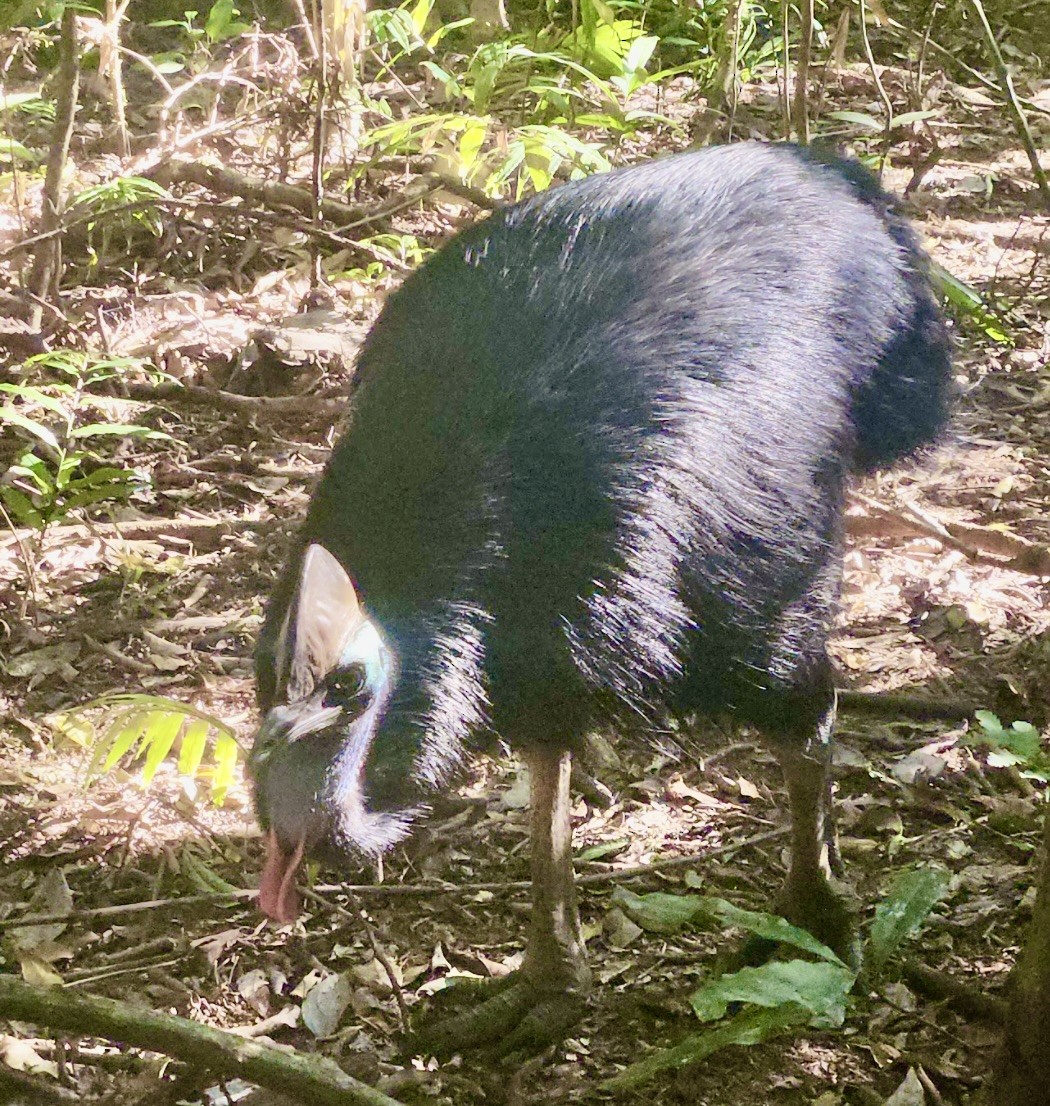 Southern Cassowary - ML644682626