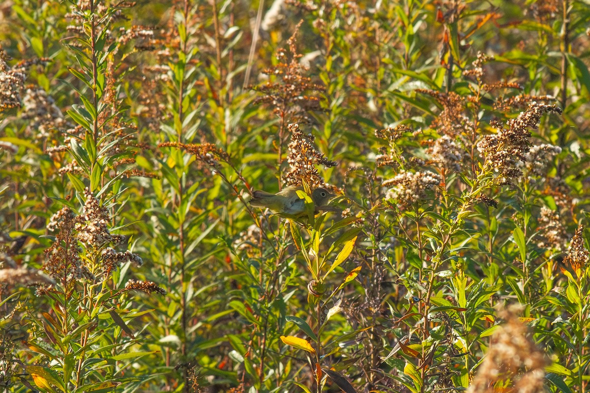 Nashville Warbler - ML644682627