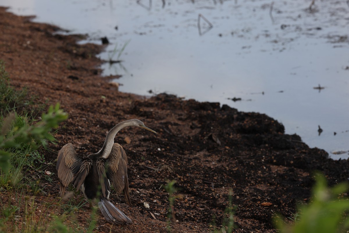 Anhinga d'Australie - ML644682638