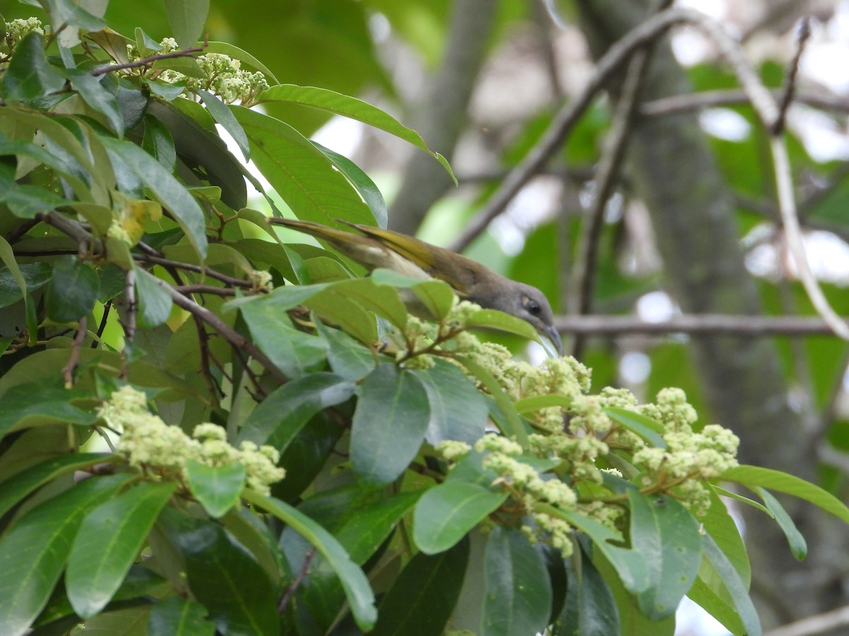 サメイロミツスイ - ML644682645