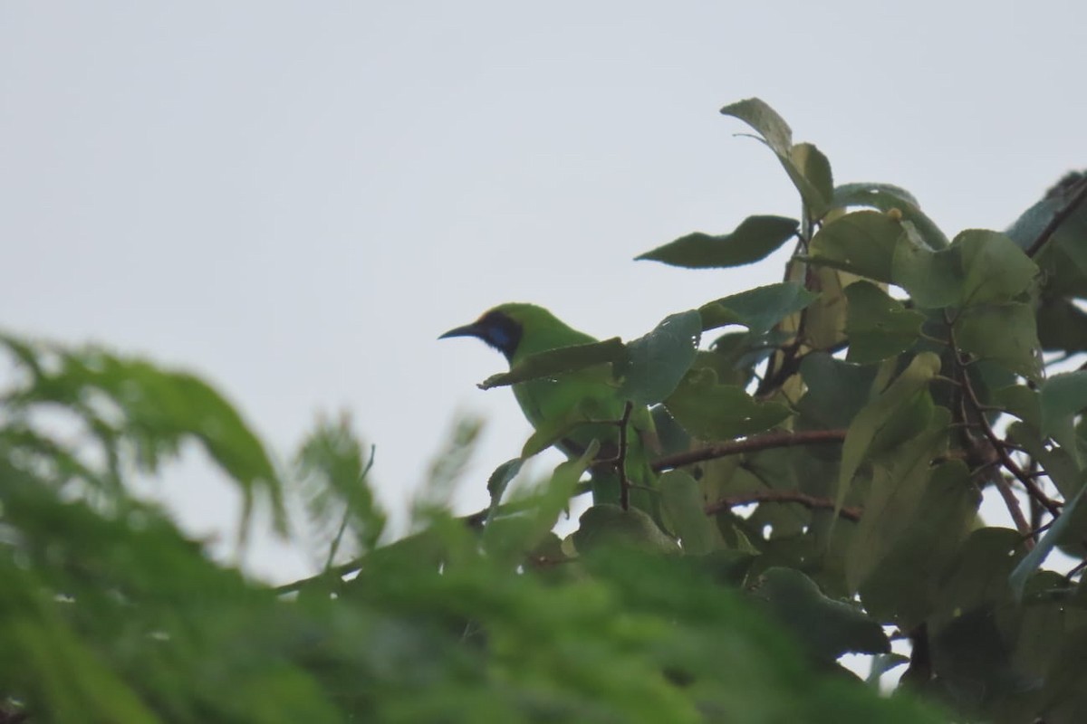 gyllenpannebladfugl - ML644682647