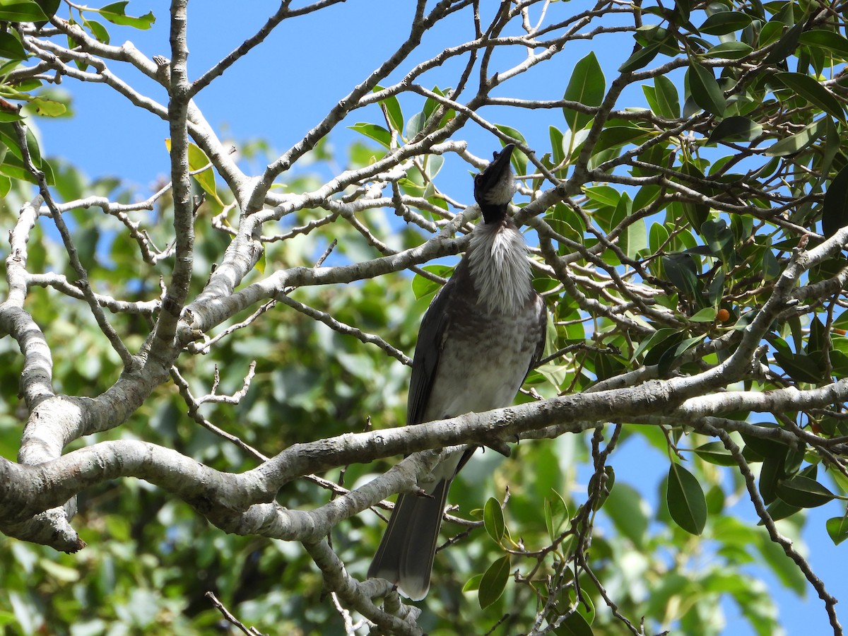 ズグロハゲミツスイ - ML644682661