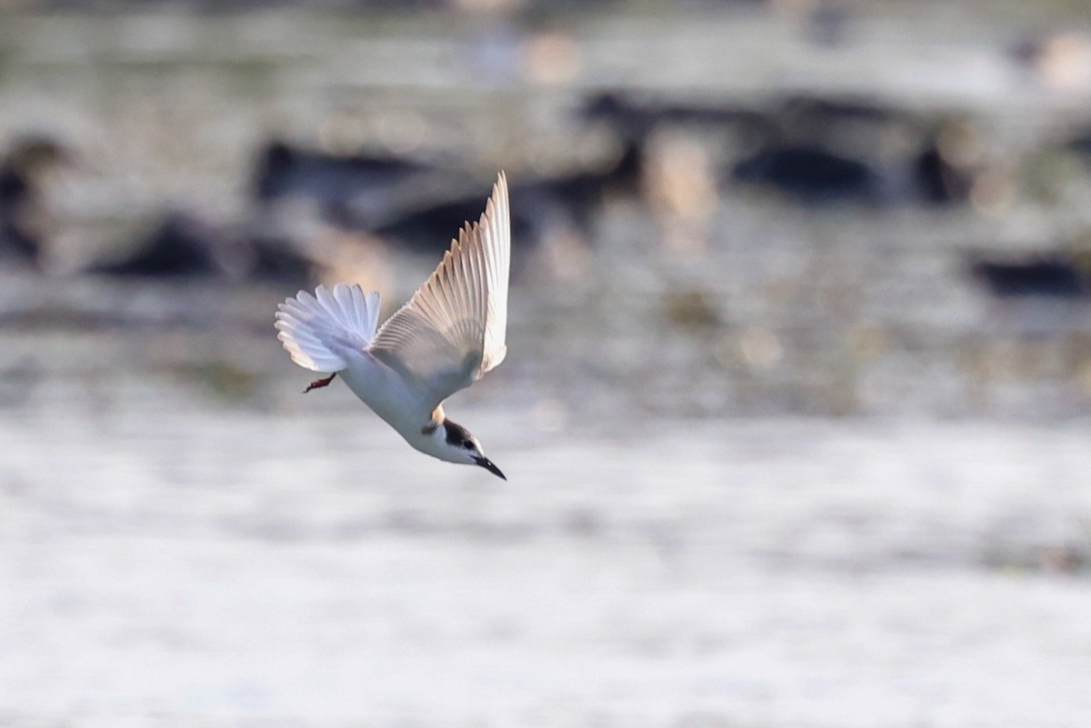 Guifette moustac - ML644682663