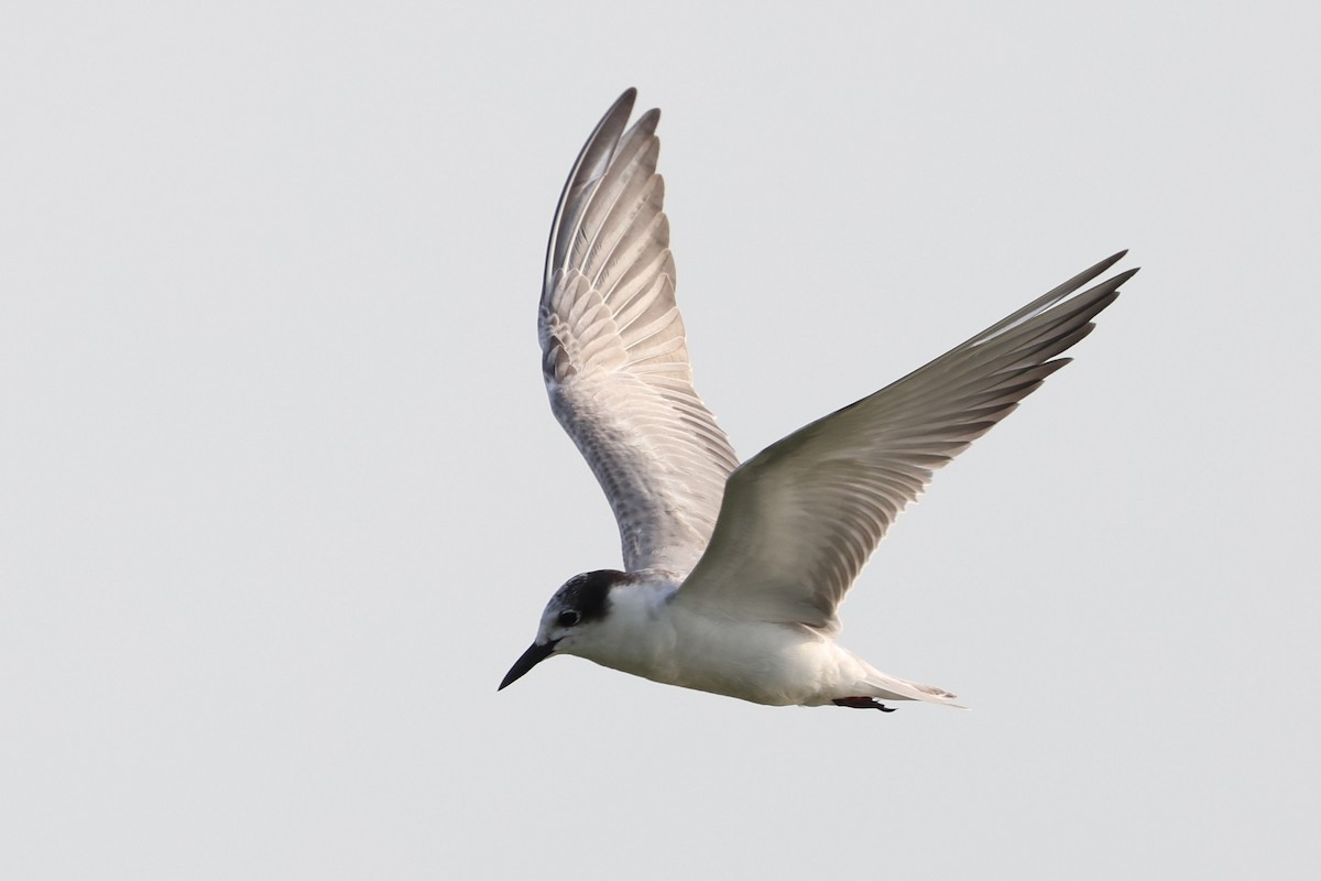 Guifette moustac - ML644682664