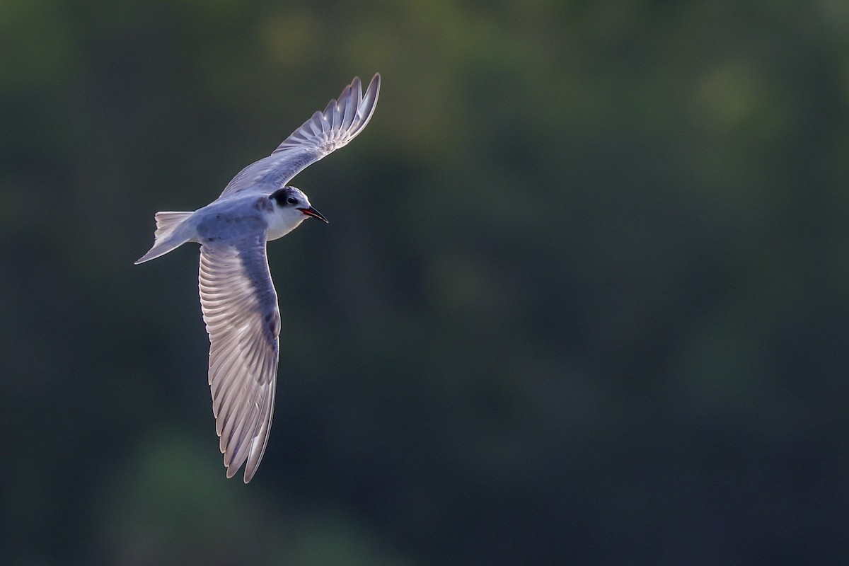 Guifette moustac - ML644682665