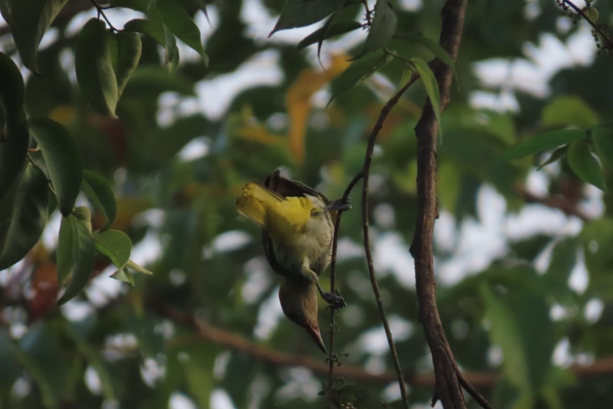 Indian Golden Oriole - ML644682669