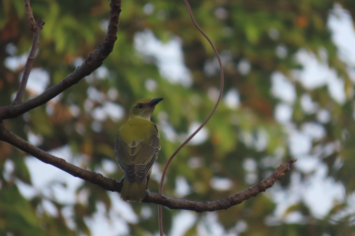 Indian Golden Oriole - ML644682670