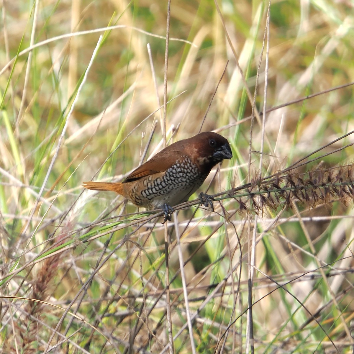 Scaly-breasted Munia - ML644682681