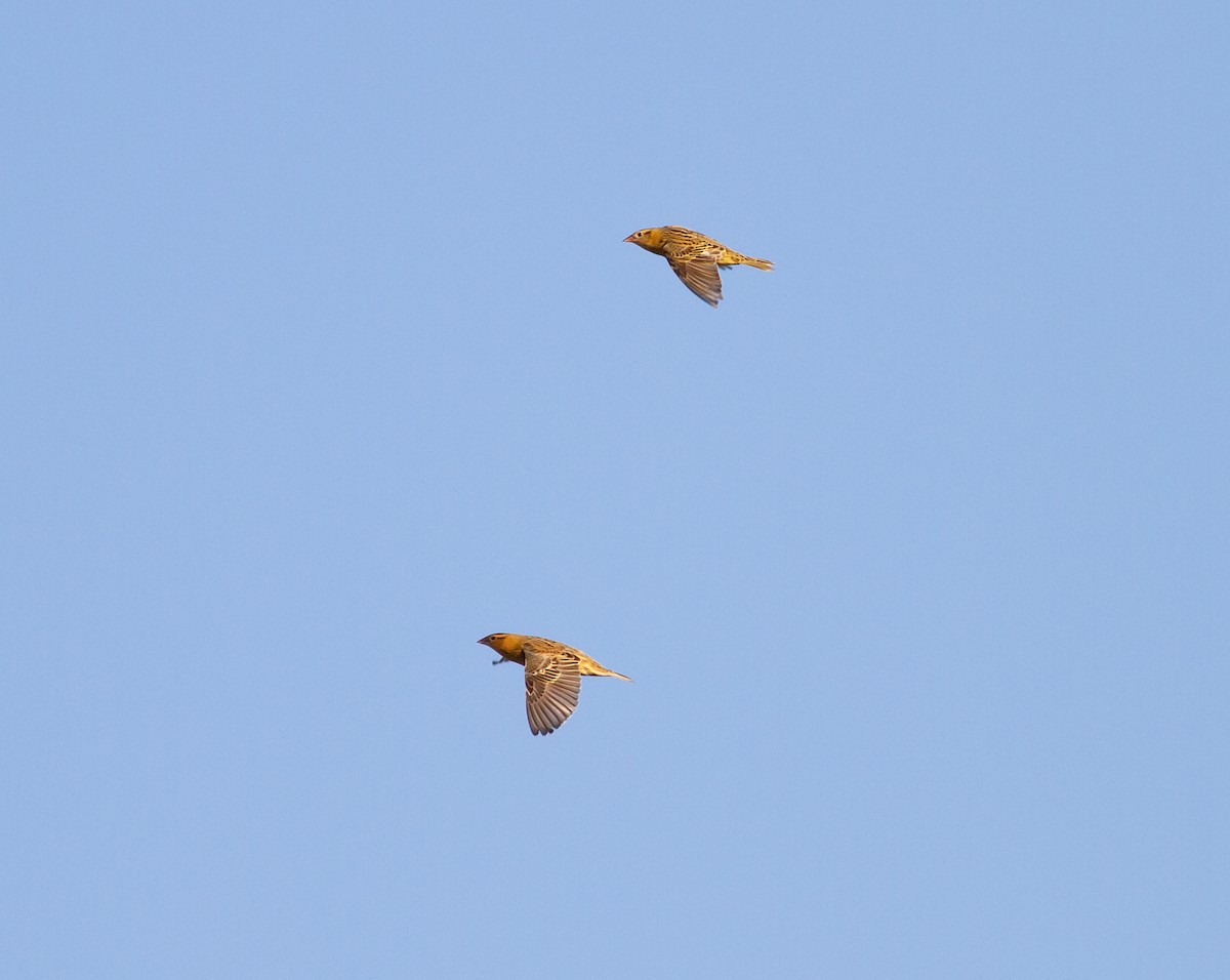 Bobolink - ML644682686