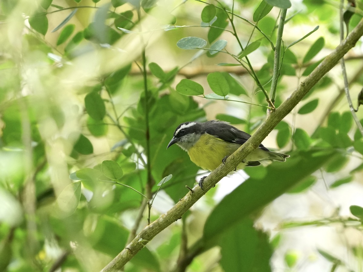 Bananaquit - ML644682688