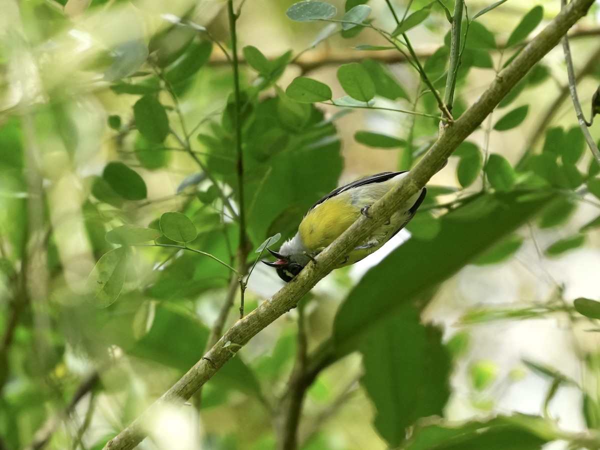 Bananaquit - ML644682689