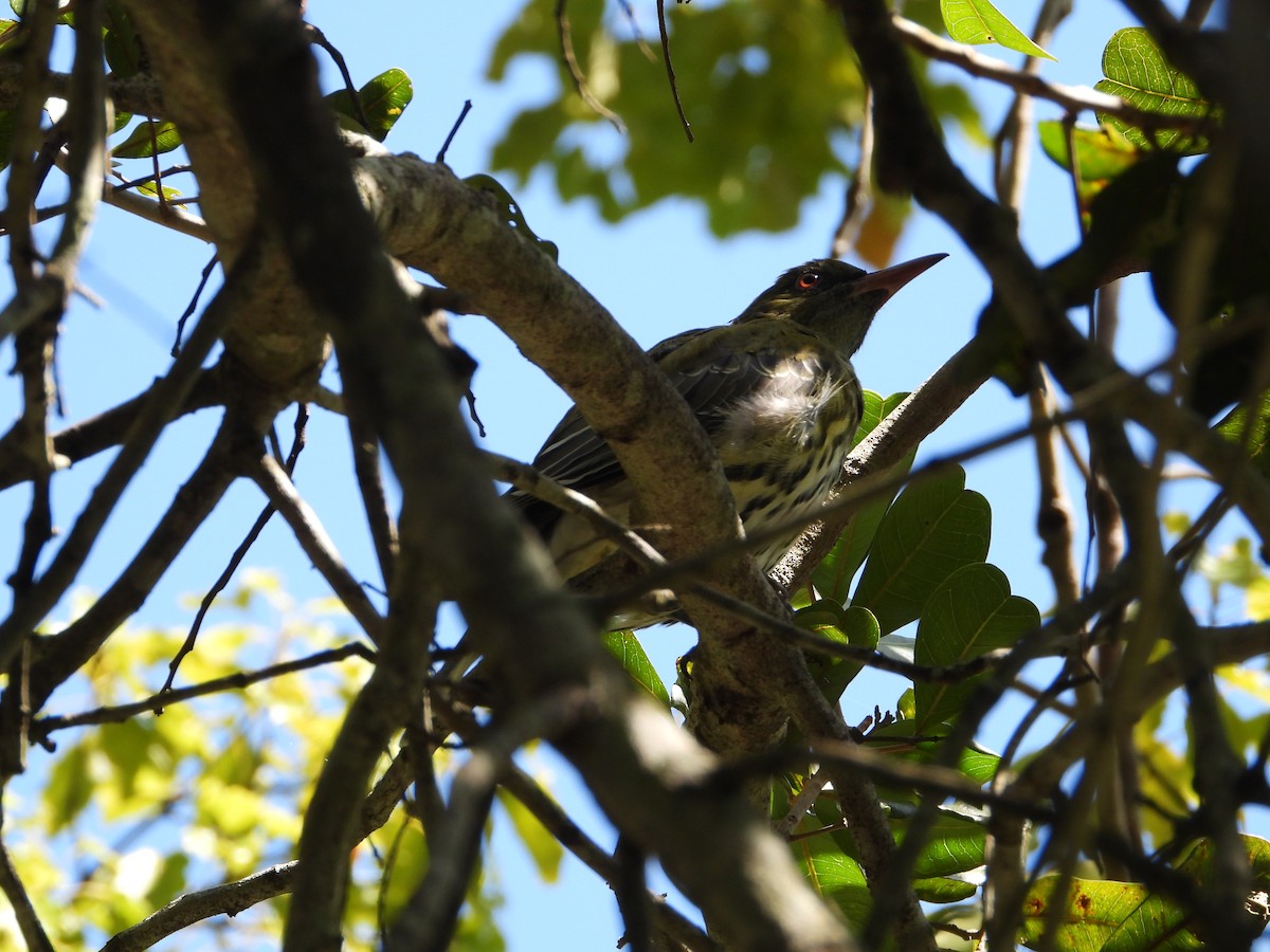 シロハラコウライウグイス - ML644682691