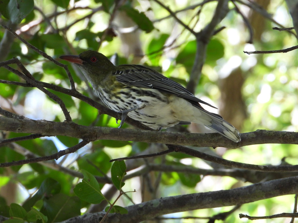 シロハラコウライウグイス - ML644682692