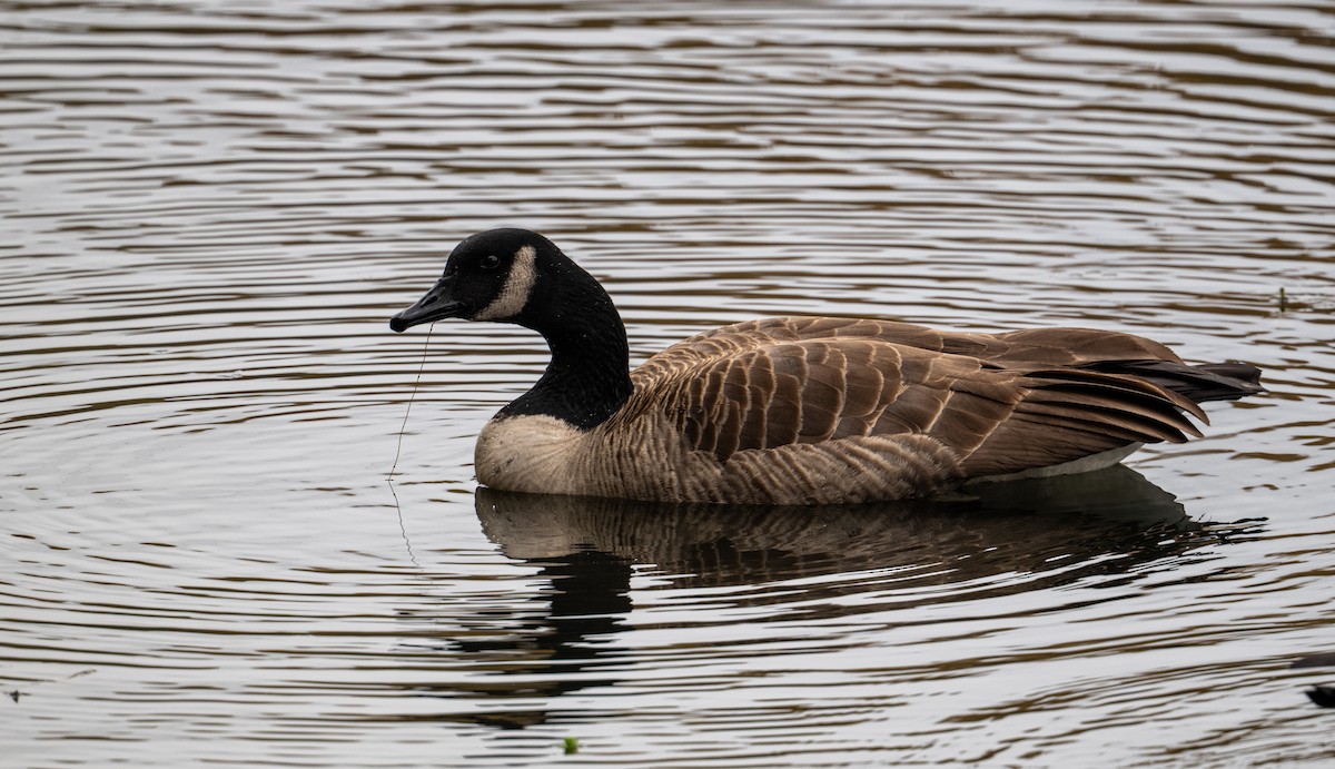 Canada Goose (moffitti/maxima) - ML644682693