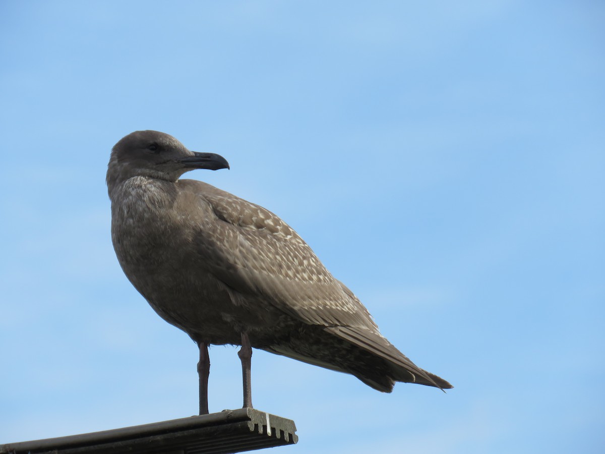 racek západní x šedokřídlý (hybrid) - ML644682694