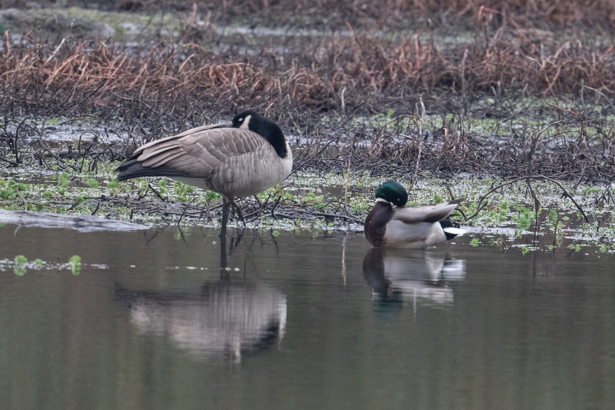 stokkand - ML644682697