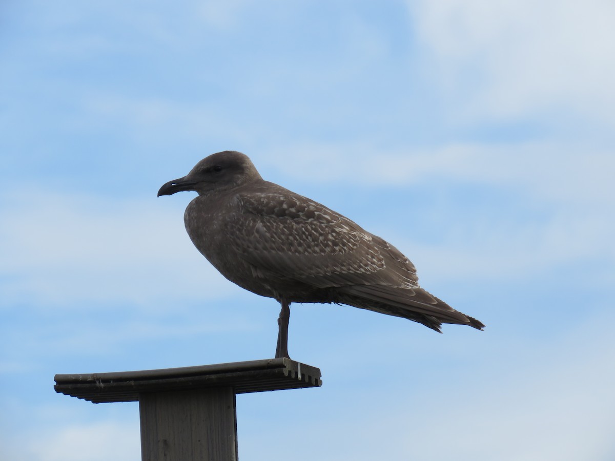 racek západní x šedokřídlý (hybrid) - ML644682700