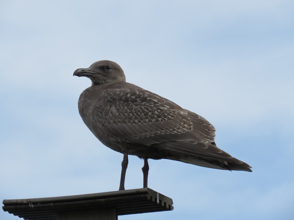 racek západní x šedokřídlý (hybrid) - ML644682701