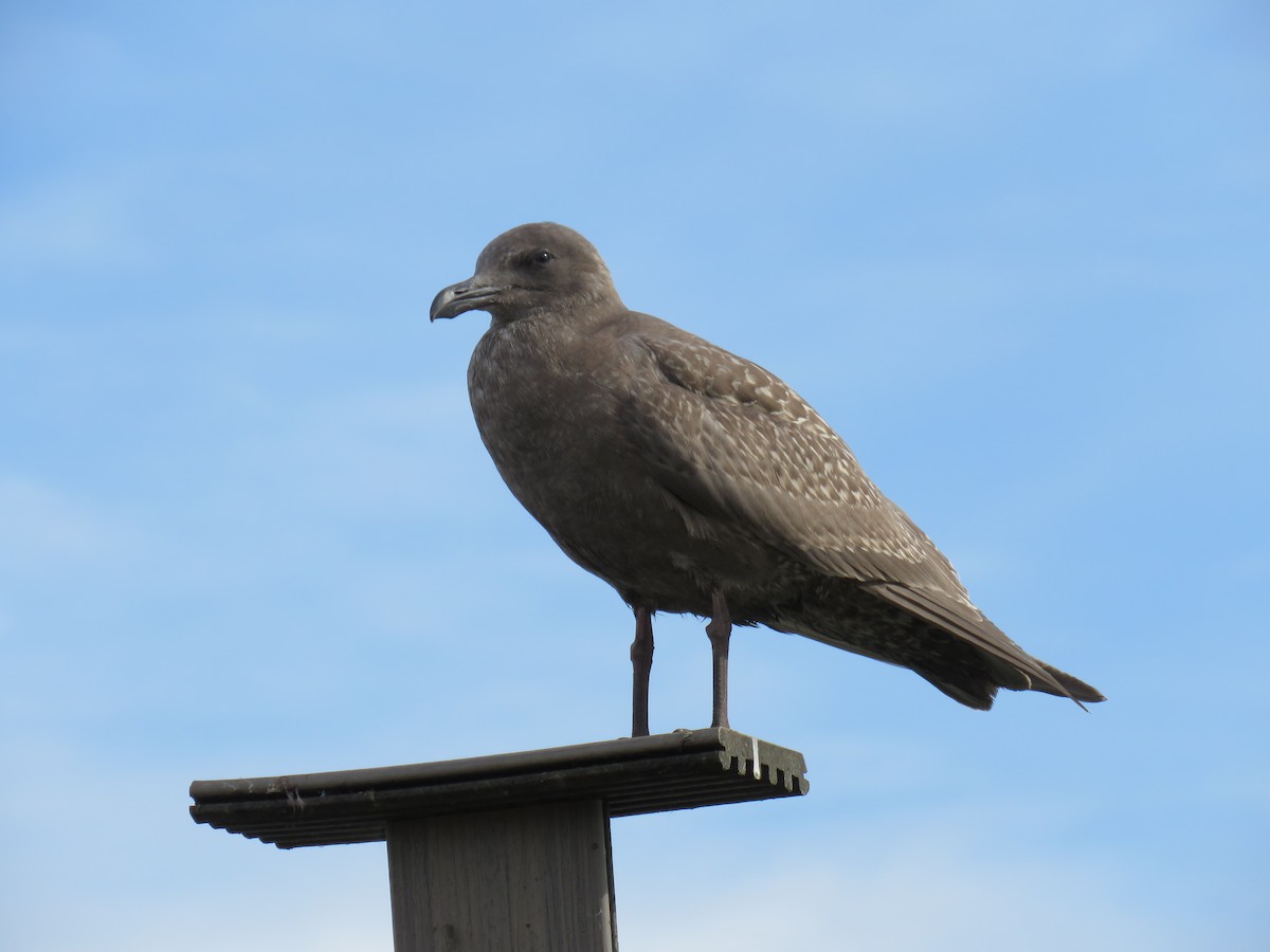 racek západní x šedokřídlý (hybrid) - ML644682702