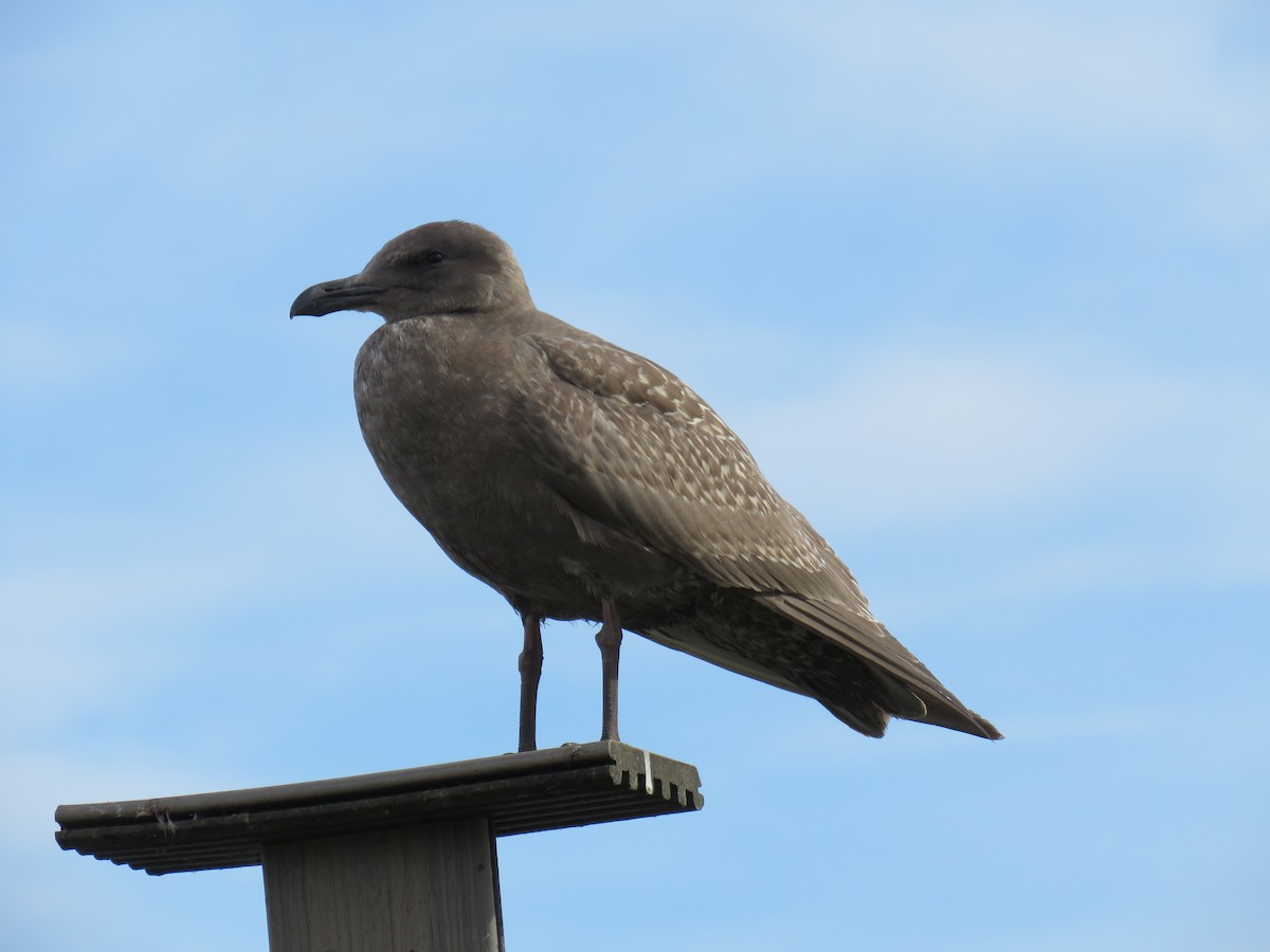 racek západní x šedokřídlý (hybrid) - ML644682703