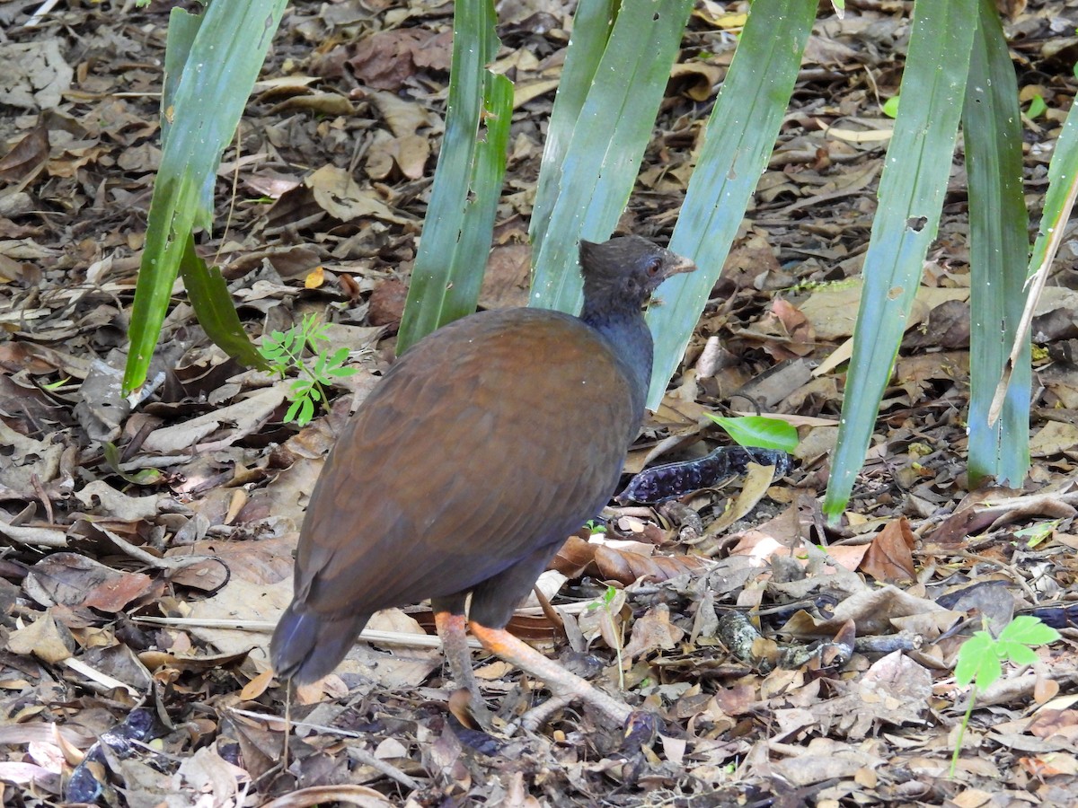 Mégapode de Reinwardt - ML644682704