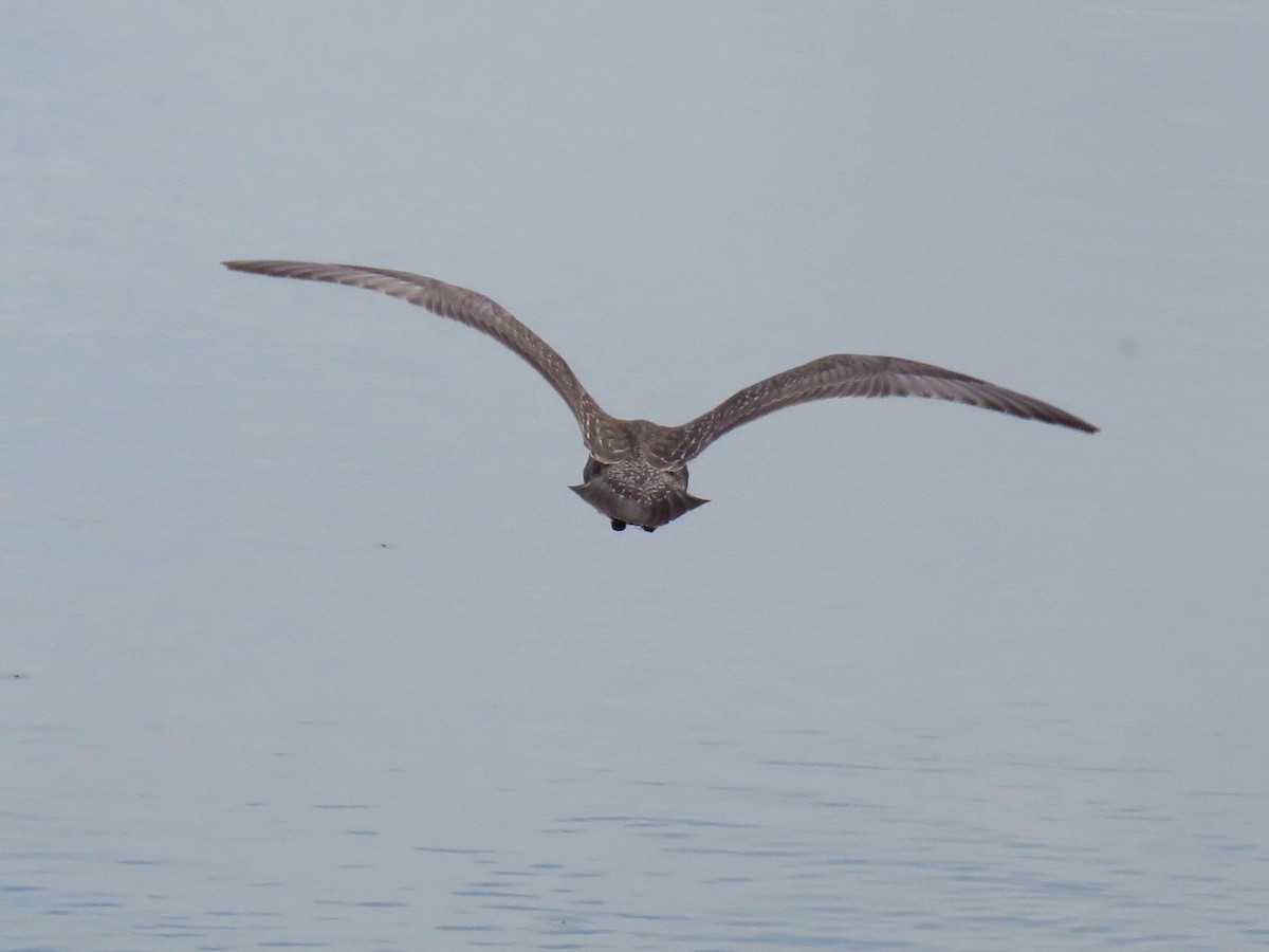 racek západní x šedokřídlý (hybrid) - ML644682705