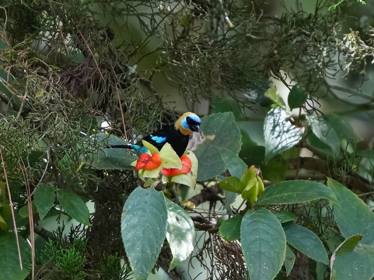 Golden-hooded Tanager - ML644682706