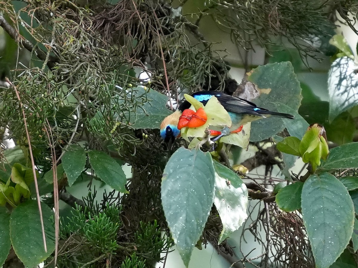 Golden-hooded Tanager - ML644682707