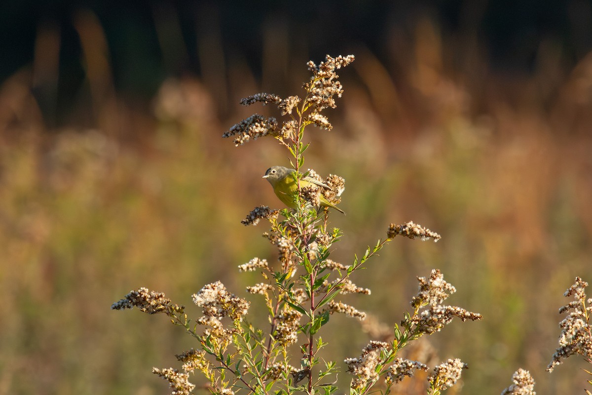 Nashville Warbler - ML644682708