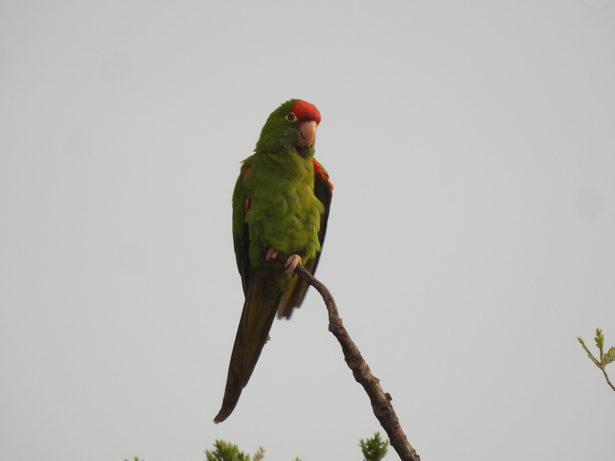 Cordilleran Parakeet - ML644682709