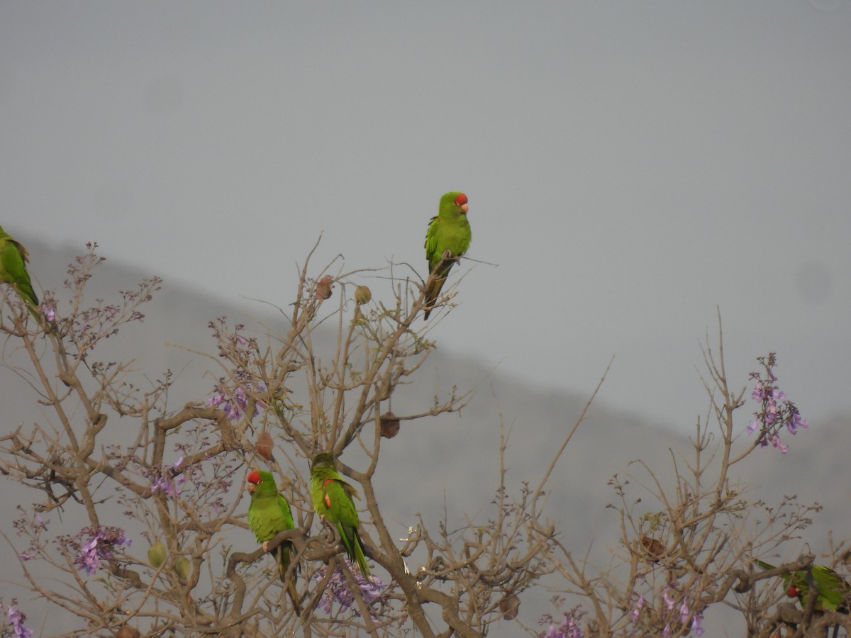 Cordilleran Parakeet - ML644682710